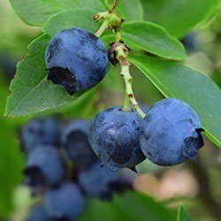 Baie de Myrtille Nutrimea