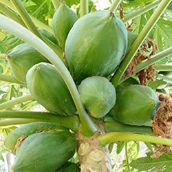 Papaye Nutrimea