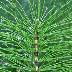 Prêle Nutrimea