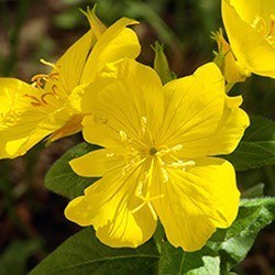 Onagre Nutrimea