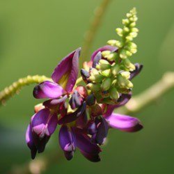 Kudzu Nutrimea