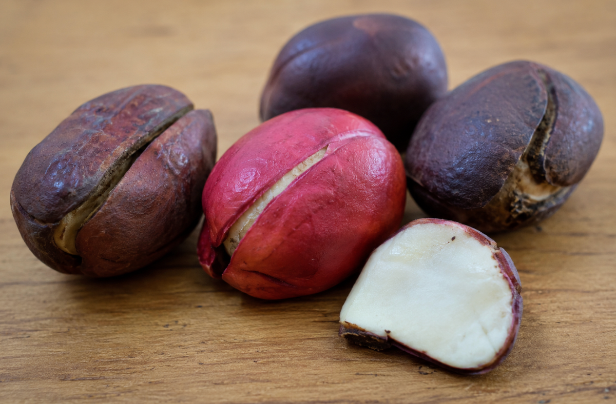 Noix de cola : bienfaits, utilisation et méfaits