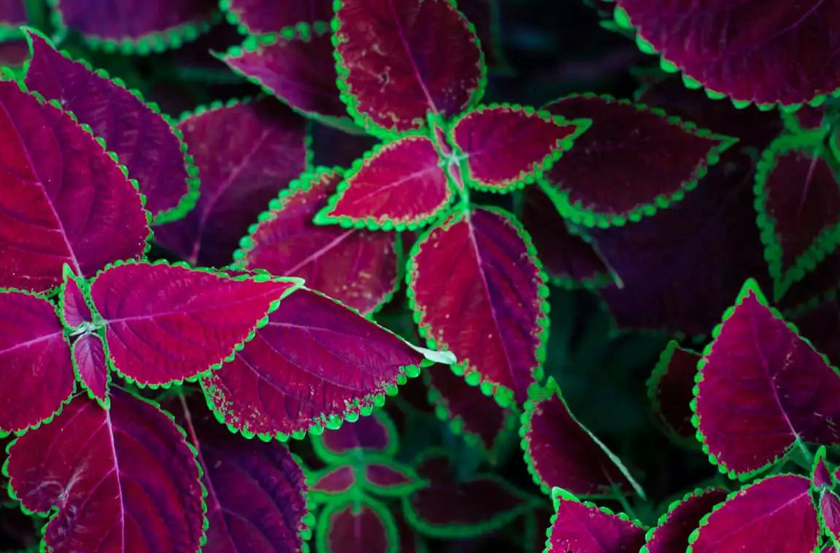 Le Coleus forskohlii : un allié naturel pour perdre du poids ?
