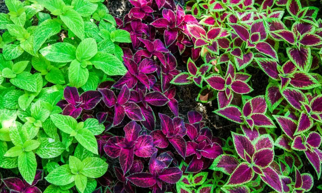 Coleus forskohlii (plectranthus barbatus) et Forskoline : bienfaits