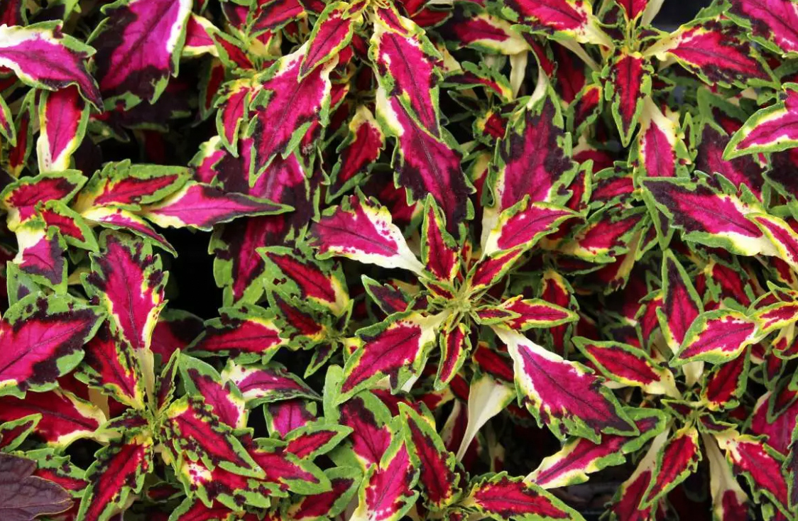 Coleus Forskohlii et Thyroïde : Un allié naturel pour votre santé hormonale ?