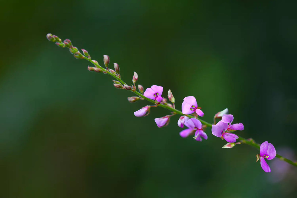 Desmodium Nutrimea
