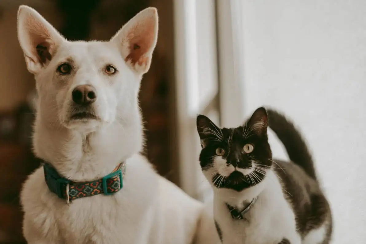 Huile de foie de morue pour les animaux : Chats, chiens, et chevaux