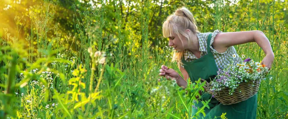 Stratégies de combinaison : maximiser les bienfaits du millepertuis avec d'autres plantes médicinales
