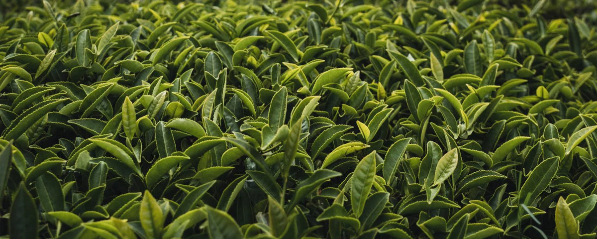 Aide à la perte de poids - focus sur le Thé vert, le Maté et la Guarana