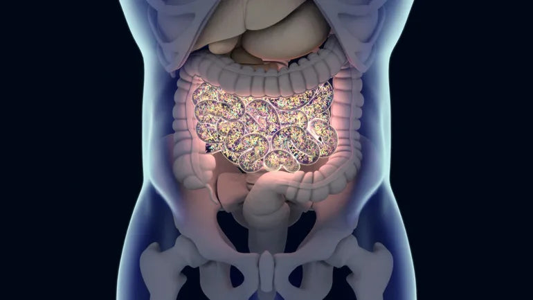 Microbiote Nutrimea