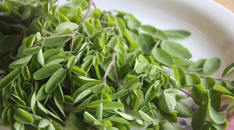 Le Moringa : Bienfaits, Vertus, Origine, Posologie