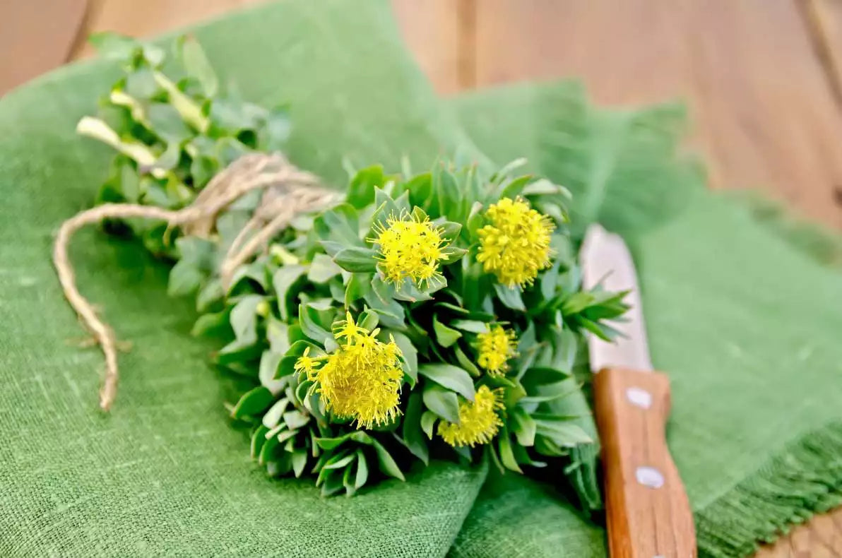 La Rhodiola et ses bienfaits sur votre santé