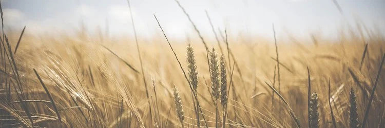 Allergie au pollen et rhume des foins : les traitements naturels
