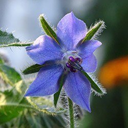 Bourrache Nutrimea