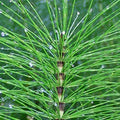 Prêle Nutrimea