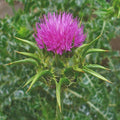 Chardon Marie Nutrimea