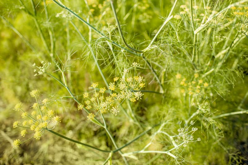 Remèdes naturels pour digestion difficile : Top plantes à consommer