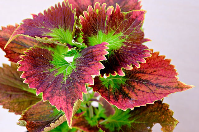 Forskoline Nutrimea