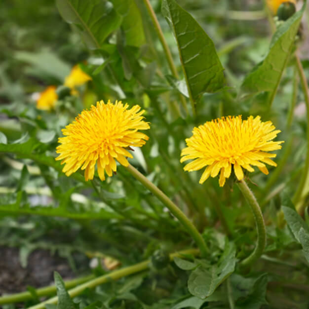 Pissenlit Nutrimea